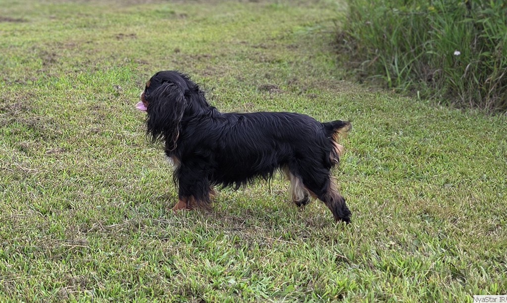 English Toy Spaniel: Luvn Chr-Lys I'm a Netflix Sensation