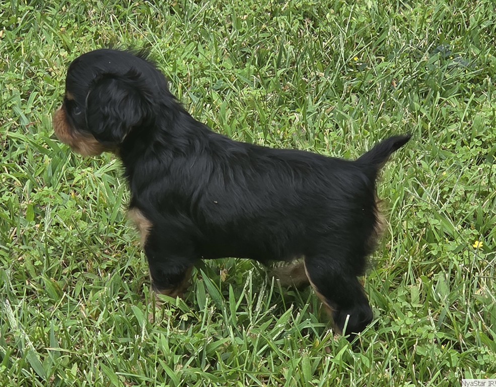 English Toy Spaniel: NyaStar's Don't Puck with Me
