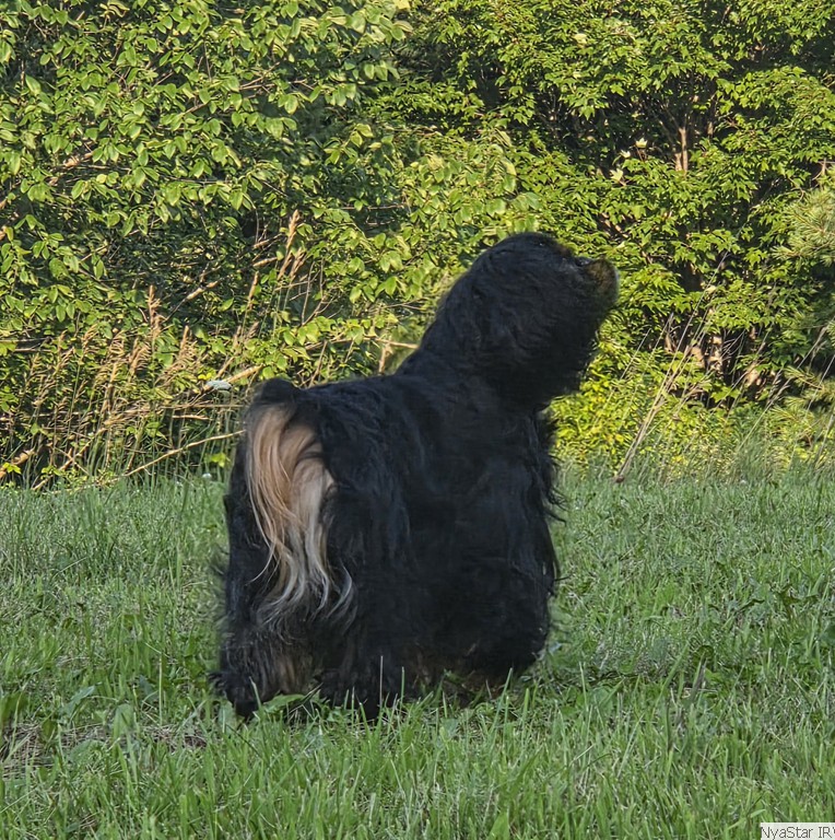 Luna, NyaStar's Fly Me to the Moon, Irish Red & White Setter
