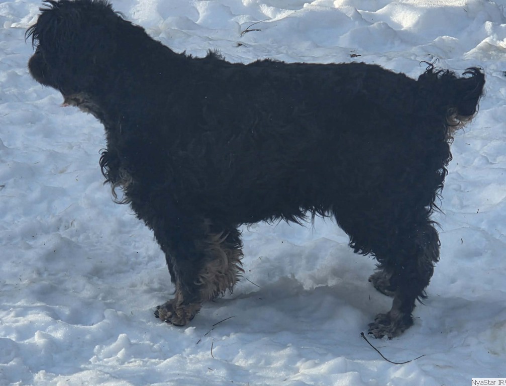 English Toy Spaniel:: Mick