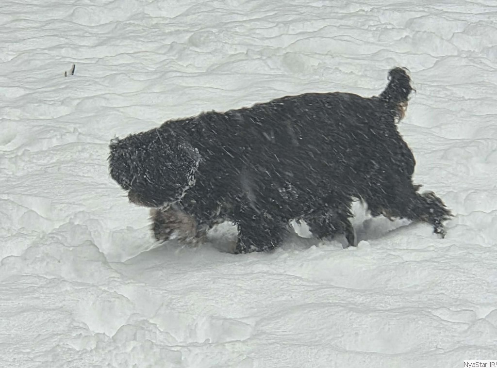English Toy Spaniel:: Mick