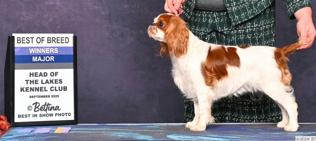 English Toy Spaniel: CH Ashton Winmar's I've Got a Dream
