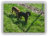 English Toy Spaniel (100)