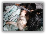 English Toy Spaniel (109)