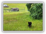 English Toy Spaniel (115)