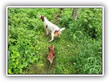 English Toy Spaniel (118)
