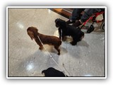 English Toy Spaniel (12)