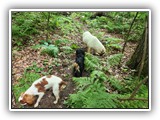 English Toy Spaniel (120)