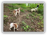 English Toy Spaniel (123)