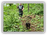 English Toy Spaniel (125)