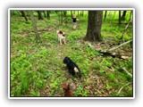English Toy Spaniel (126)