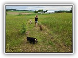 English Toy Spaniel (128)