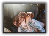 English Toy Spaniel (137)