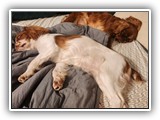 English Toy Spaniel (138)