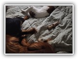 English Toy Spaniel (21)