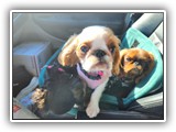 English Toy Spaniel (25)