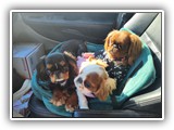 English Toy Spaniel (27)