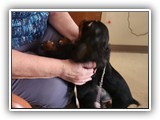 English Toy Spaniel (30)