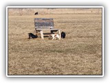English Toy Spaniel (32)