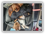 English Toy Spaniel (33)