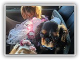 English Toy Spaniel (36)