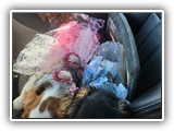 English Toy Spaniel (38)