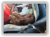 English Toy Spaniel (42)