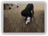 English Toy Spaniel (47)