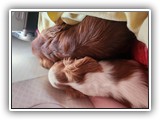 English Toy Spaniel (5)