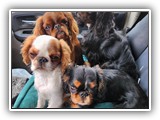 English Toy Spaniel (58)