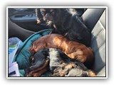 English Toy Spaniel (59)
