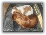 English Toy Spaniel (6)