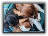 English Toy Spaniel (60)