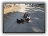 English Toy Spaniel (66)