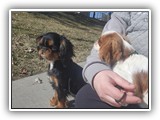 English Toy Spaniel (67)