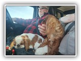 English Toy Spaniel (76)