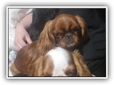 English Toy Spaniel (79)