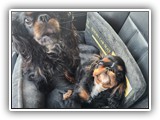 English Toy Spaniel (8)