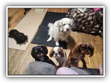English Toy Spaniel (81)