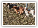 English Toy Spaniel (83)
