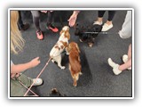 English Toy Spaniel (91)