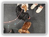 English Toy Spaniel (92)