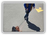 English Toy Spaniel (94)