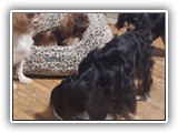 English Toy Spaniel (96)