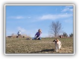 Englsh Toy Spaniel (104)