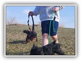 Englsh Toy Spaniel (110)