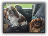 Englsh Toy Spaniel (114)