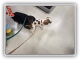 Englsh Toy Spaniel (151)