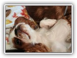 Englsh Toy Spaniel (18)