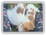 Englsh Toy Spaniel (186)